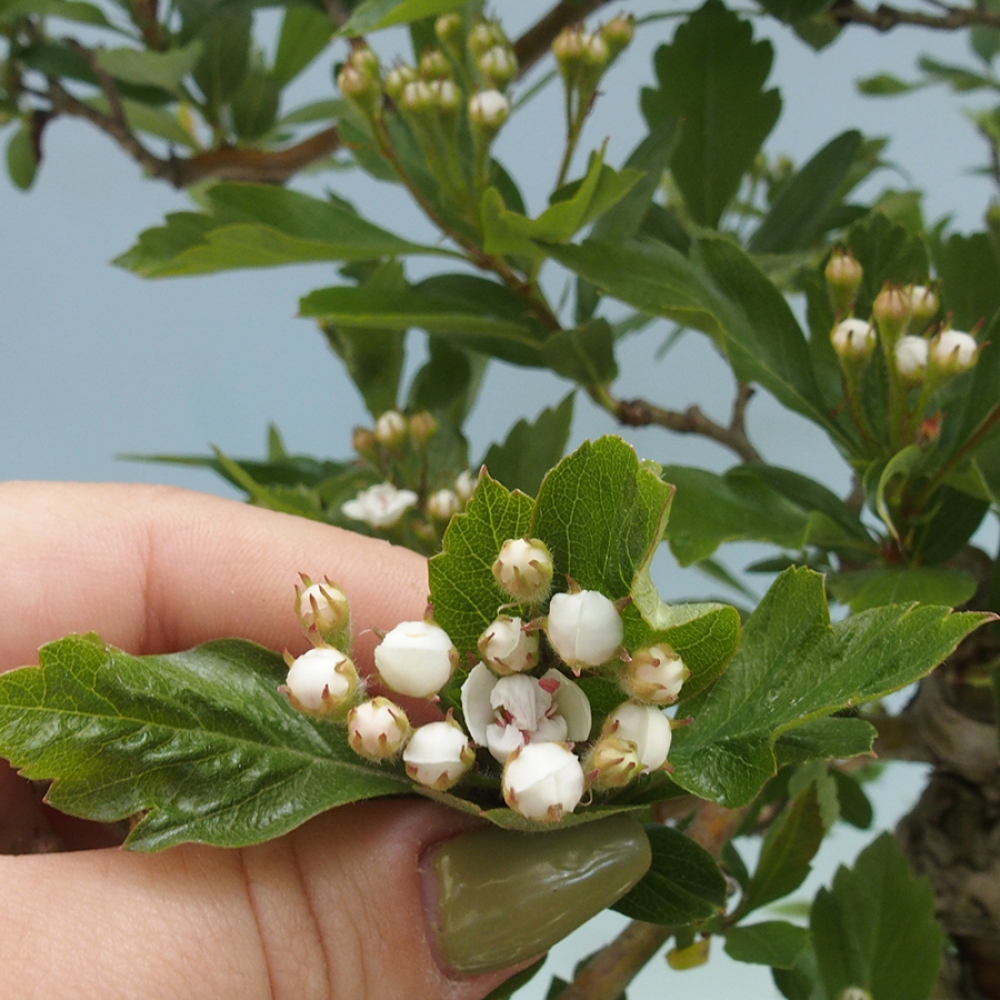 Bonsai für draußen - Weißdorn - Crataegus cuneata
