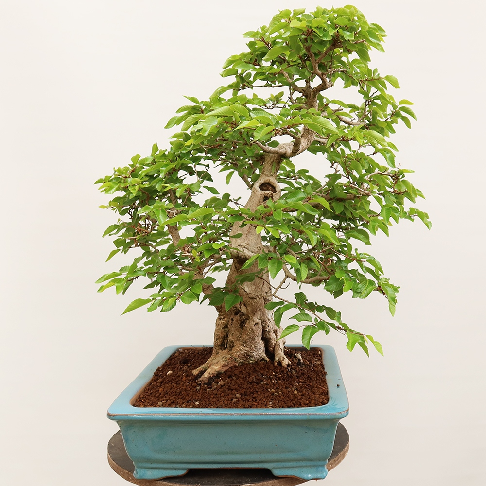 Bonsai für draußen - Karpinus Coreana - Koreanische Hainbuche