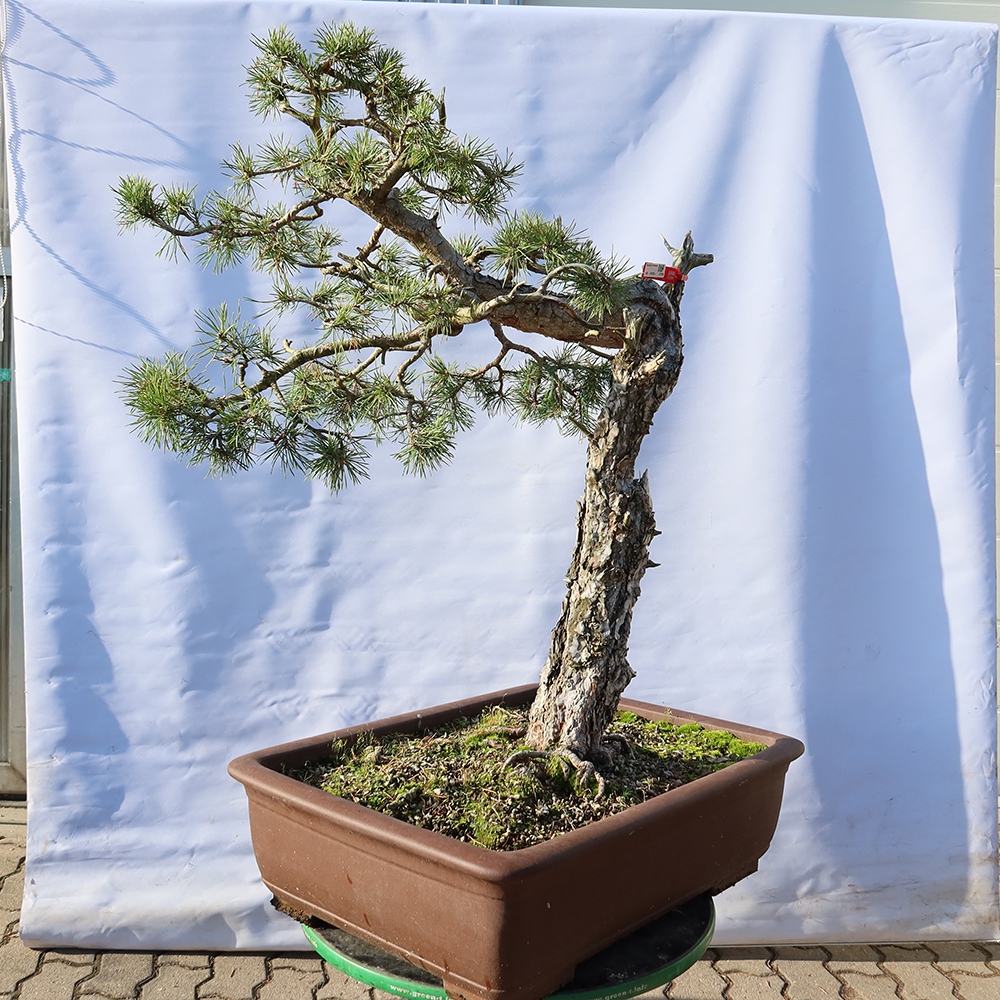 Pinus sylvestris Spanien – Waldkiefer
