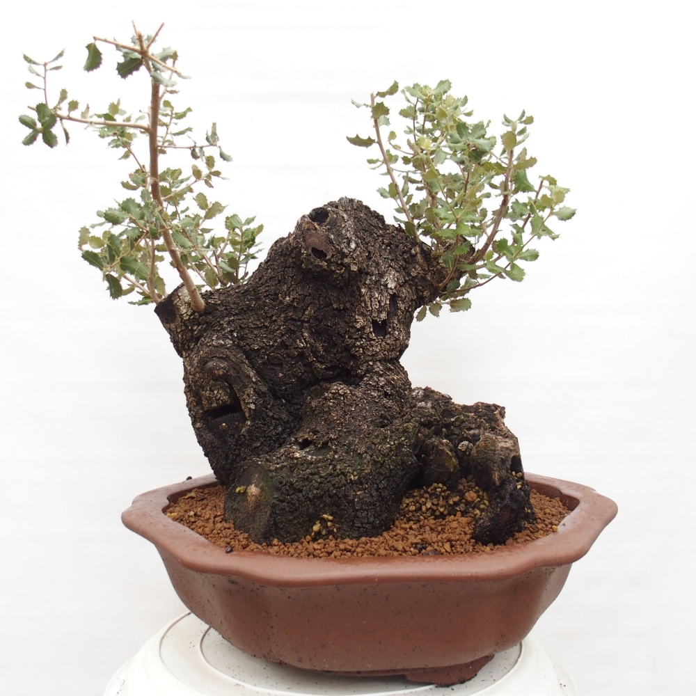 Yamadori - Quercus Ilex - Eichenstechpalme