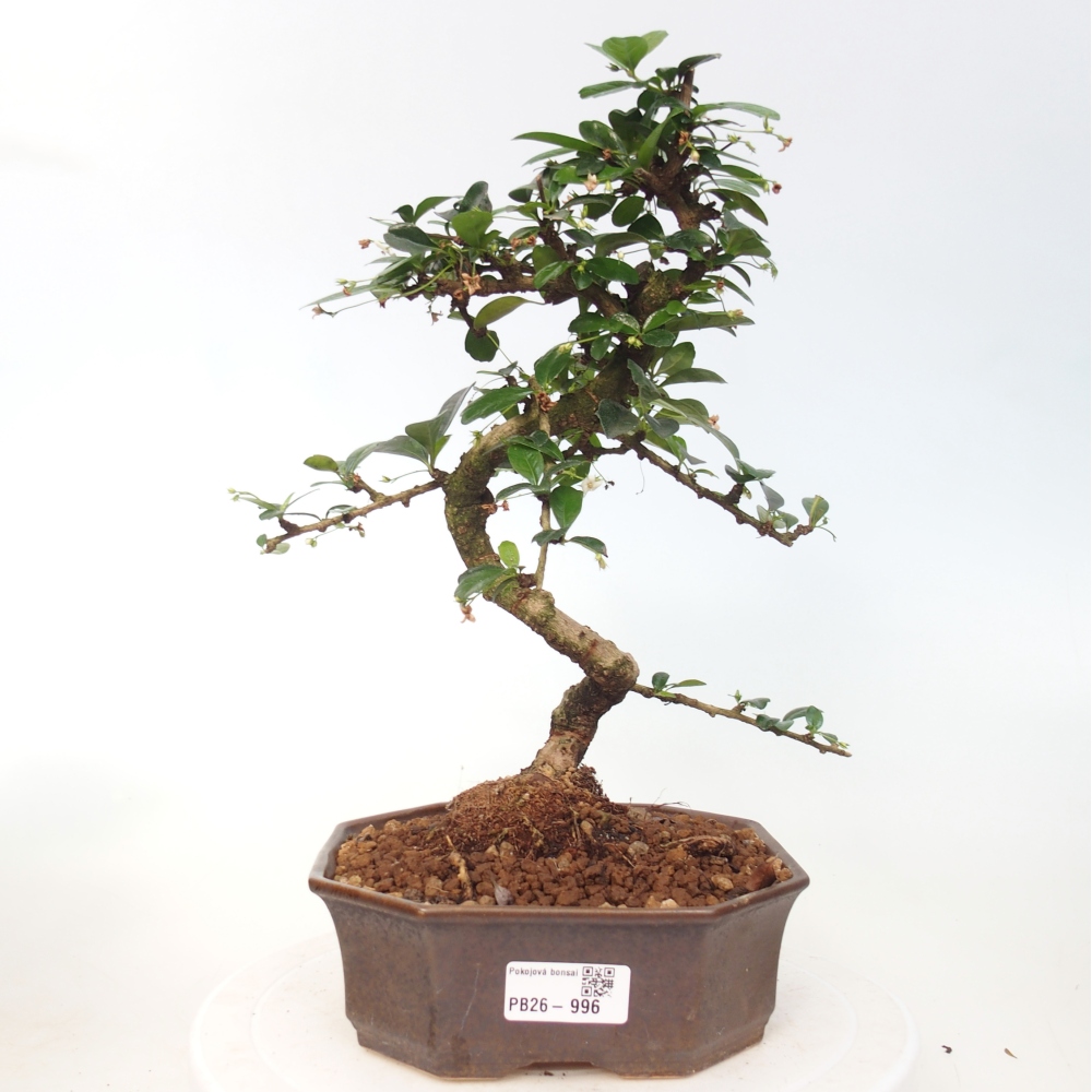 Zimmer-Bonsai - Carmona macrophylla - Tee-Fuki