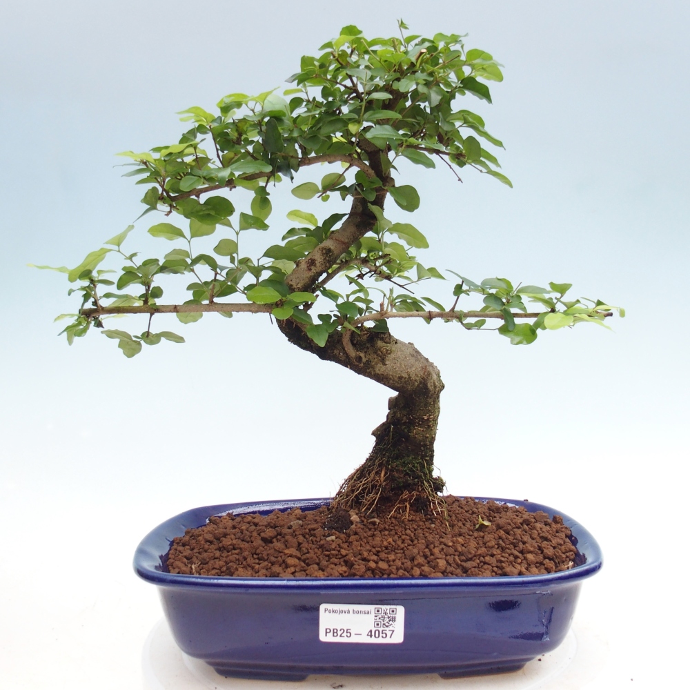 Zimmer Bonsai -Ligustrum chinensis - Vogelschnabel