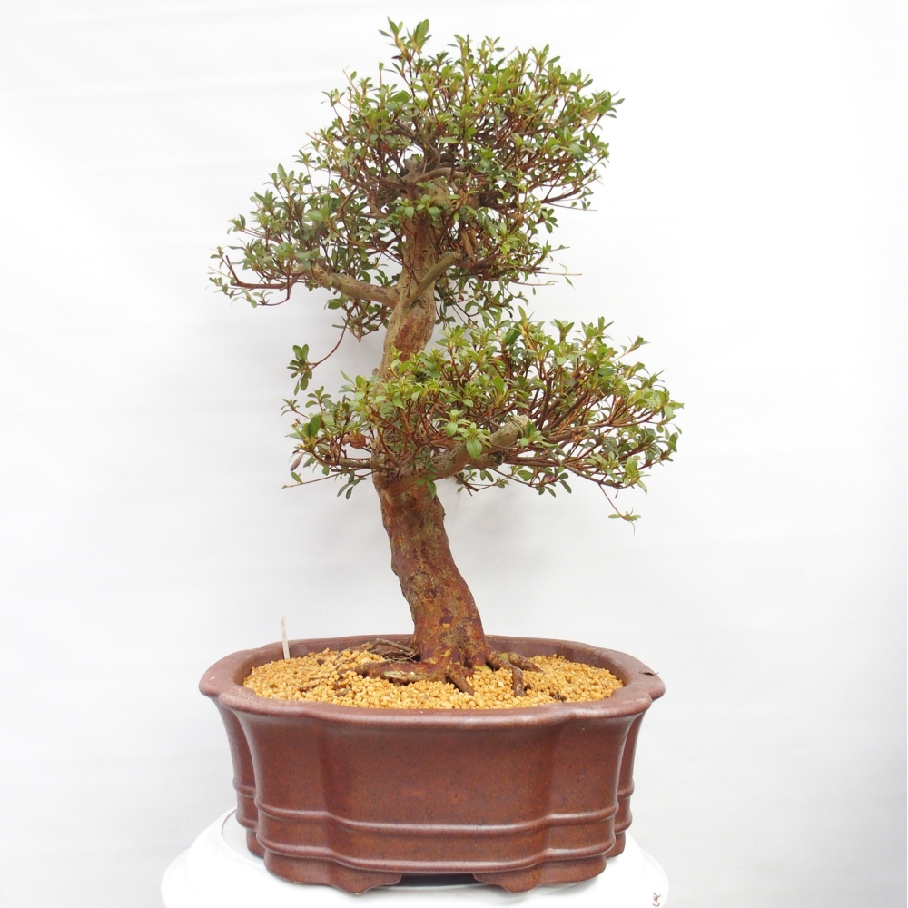 Bonsai für draußen - Japanische Azalee - Azalee Miyabihime