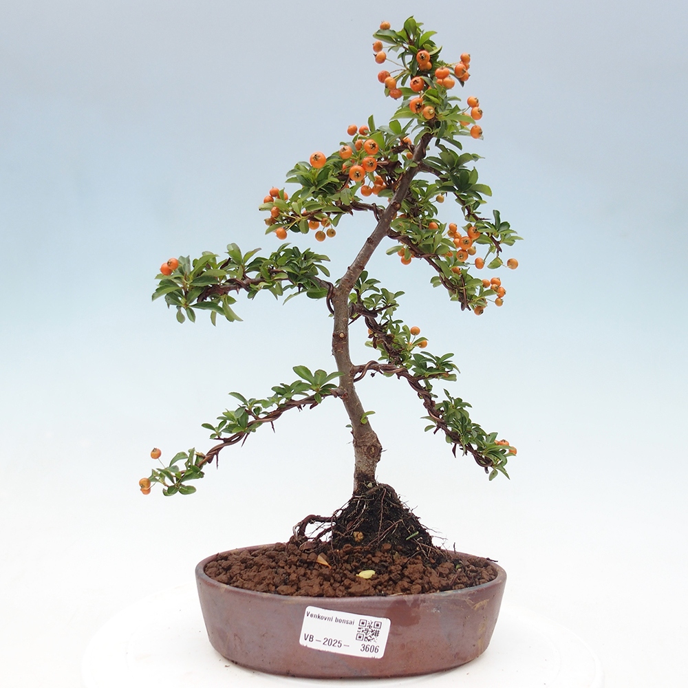 Freiland-Bonsai-Pyracantha Teton -Hlox