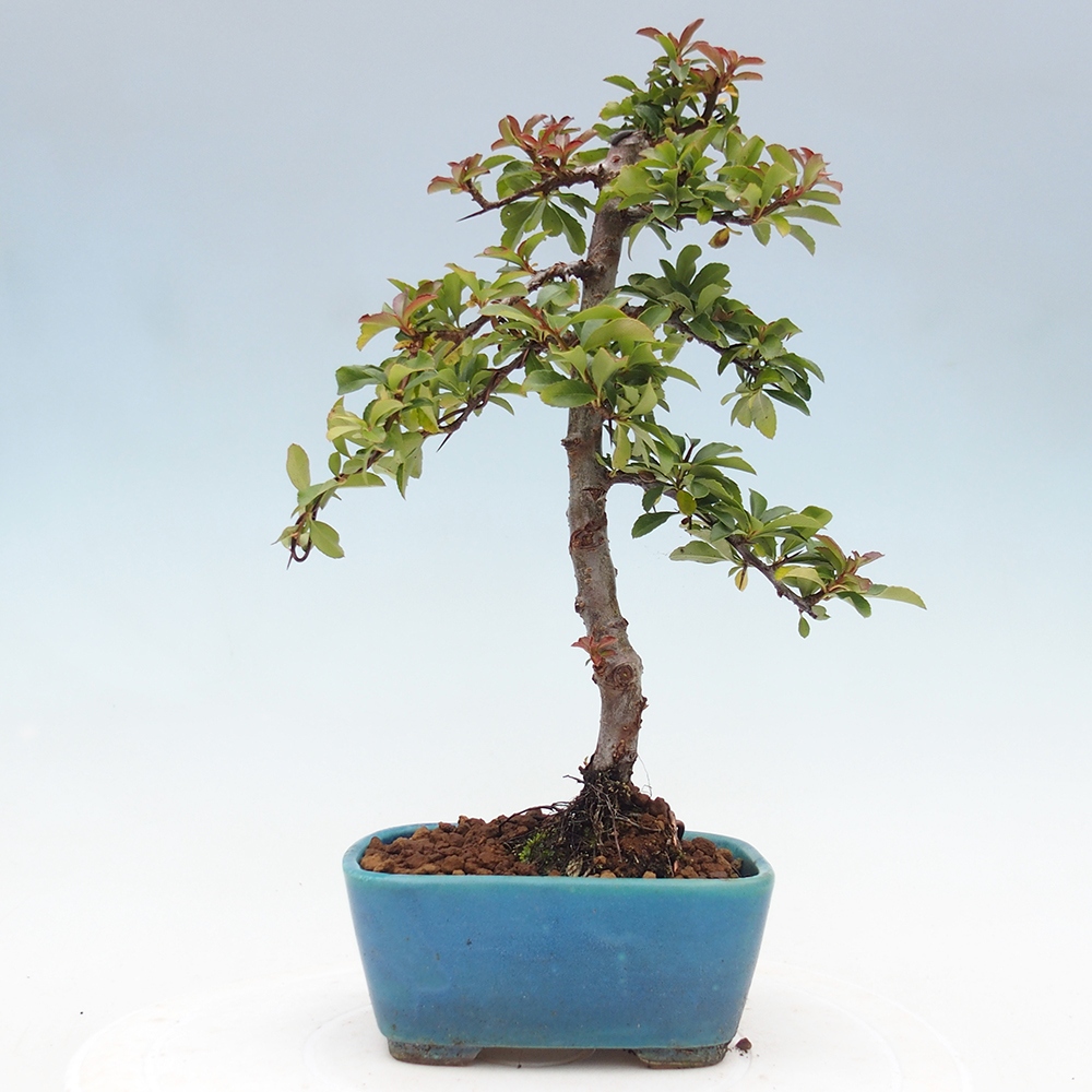 Freiland-Bonsai-Pyracantha Teton -Hlox