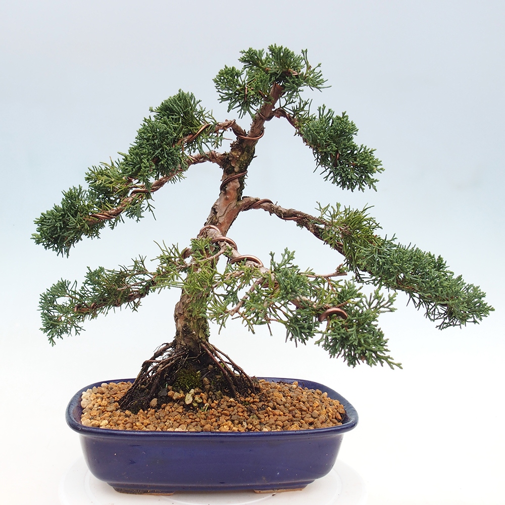 Bonsai für draußen - Juniperus chinensis Kishu