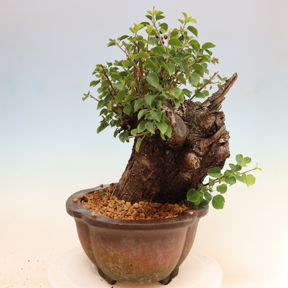 Bonsai für draußen - Mahalebka - Prunus mahaleb