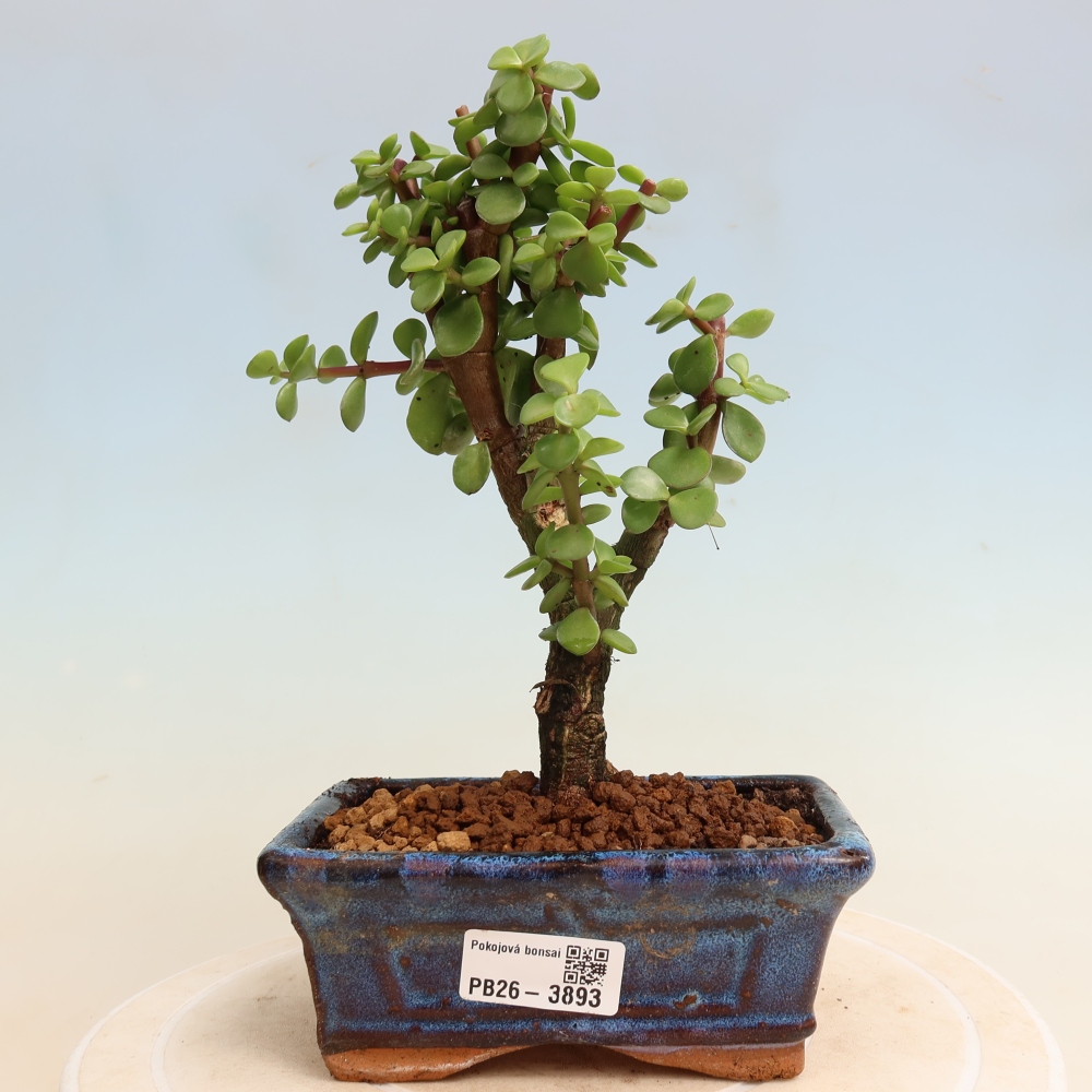 Zimmer Bonsai - Portulakaria Afra - Tlustice