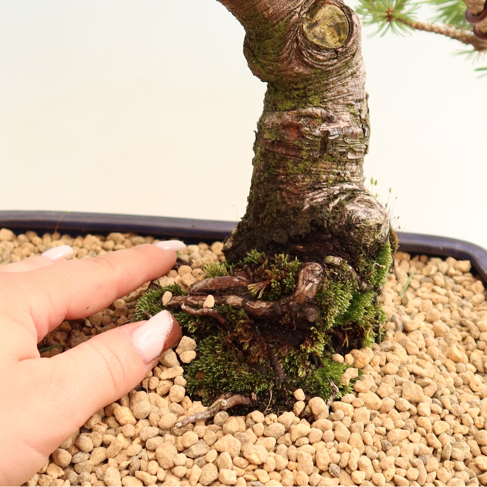 Bonsai für den Außenbereich – Pinus mugo Humpy – Zwergkiefer
