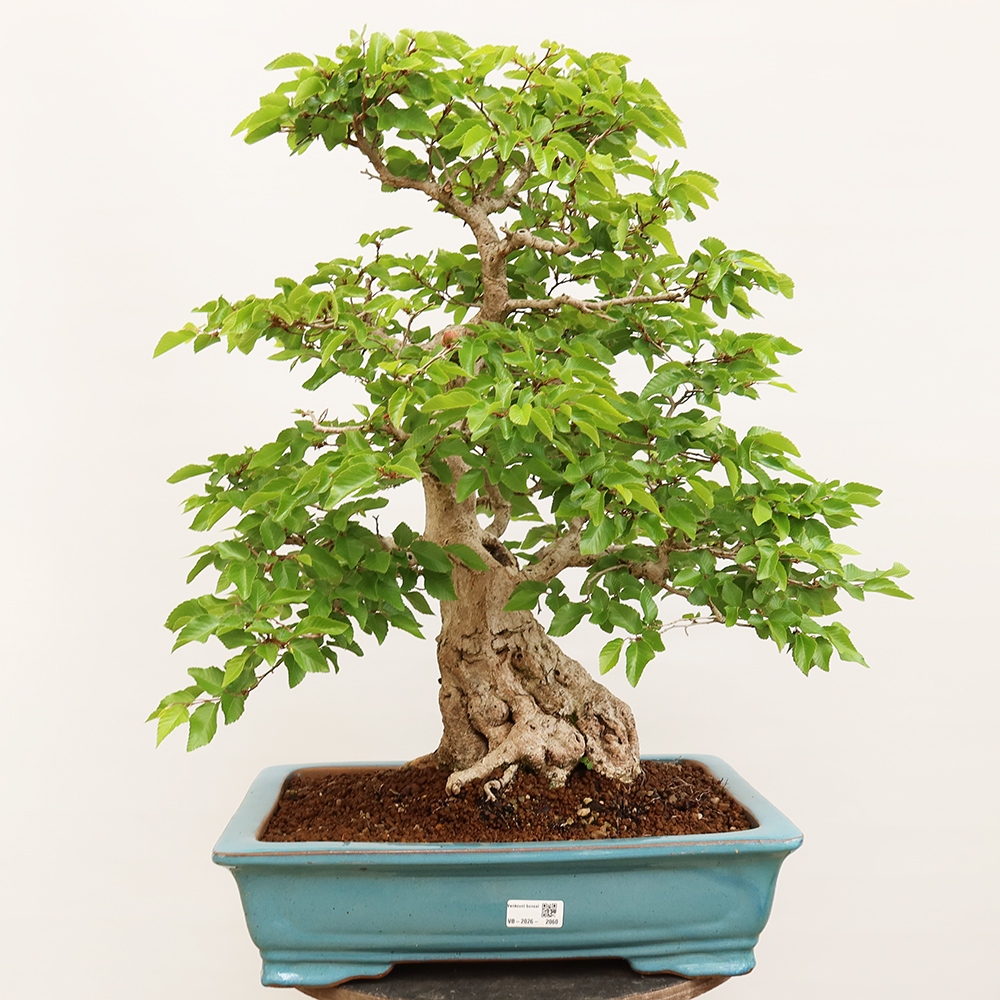 Bonsai für draußen - Karpinus Coreana - Koreanische Hainbuche