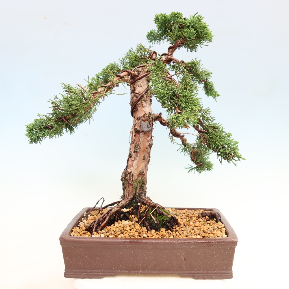 Bonsai für draußen - Juniperus chinensis Kishu