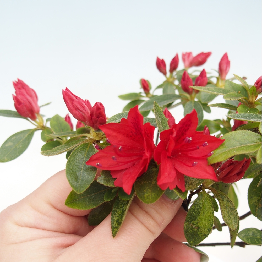 Bonsai für draußen - Japanische Azalee - Azalea sp.