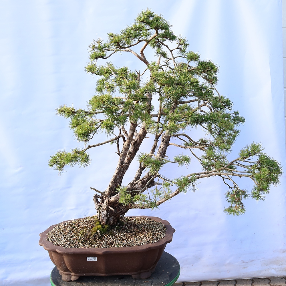 Pinus sylvestris Spanien – Waldkiefer