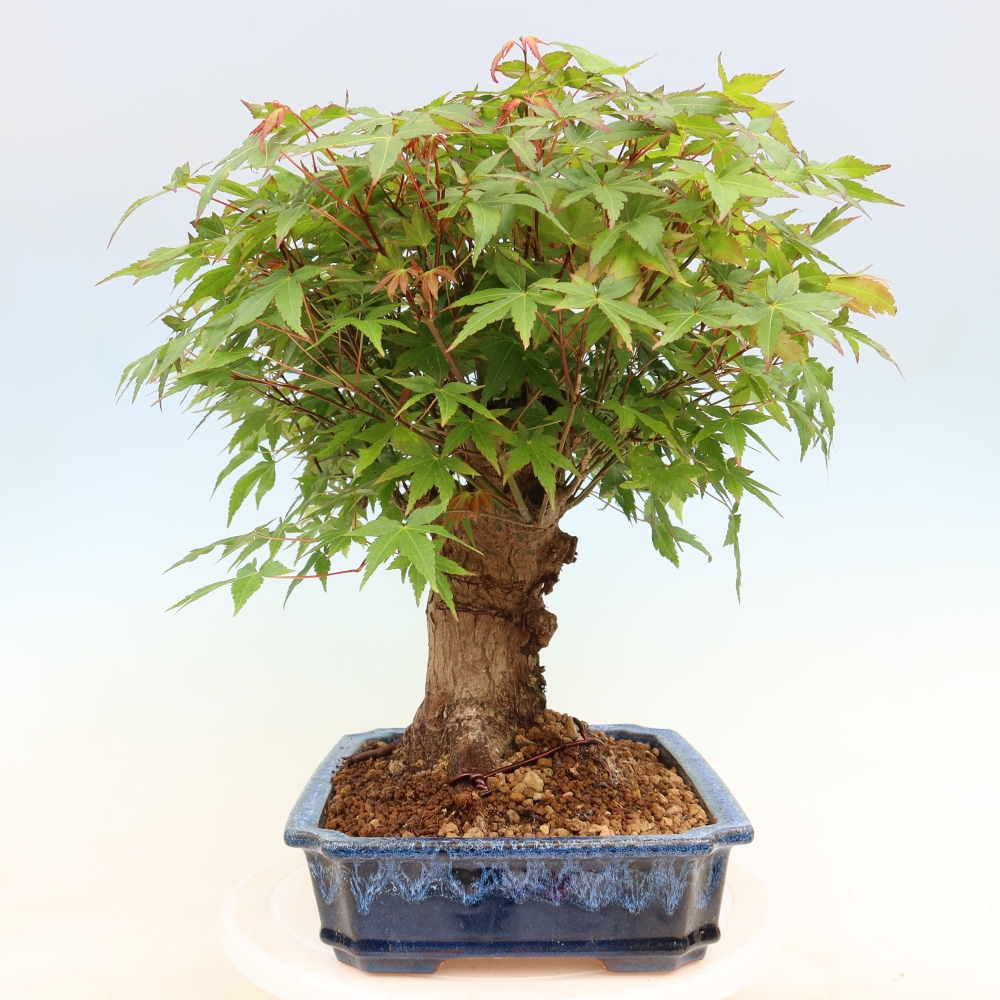 Bonsai für draußen - Ahorn Burger - Acer Burgerianum