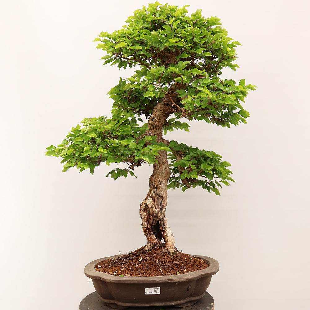 Bonsai für draußen - Karpinus Coreana - Koreanische Hainbuche