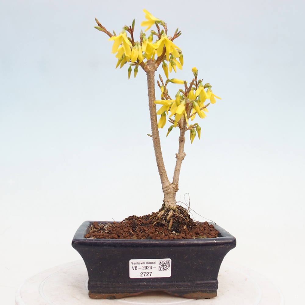 Bonsai für draußen - Zlatice - Forsythia intermedia
