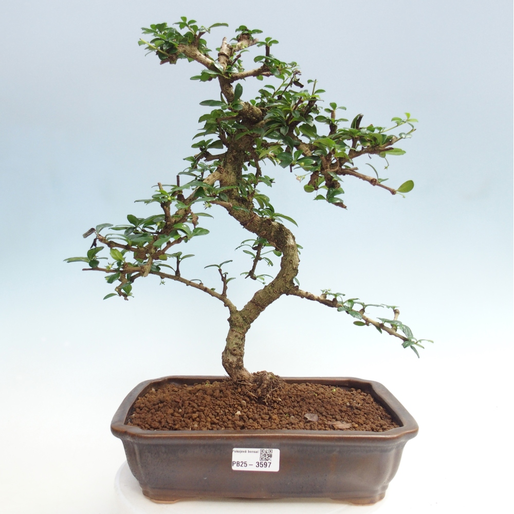Zimmer-Bonsai - Carmona macrophylla - Tee-Fuki