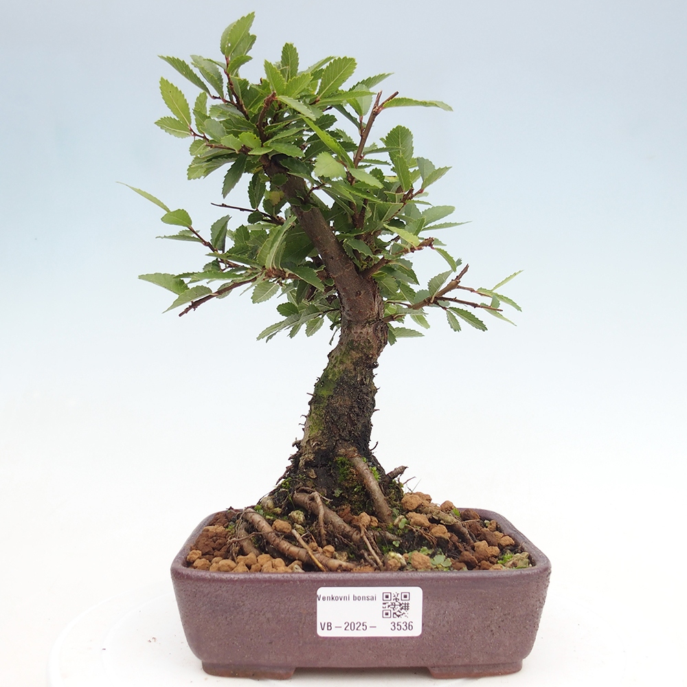 Bonsai für draußen - Zelkova - Zelkova NIRE