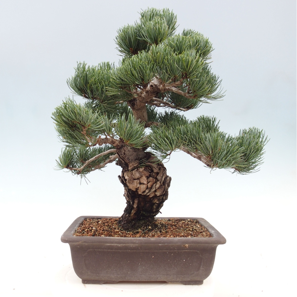 Bonsai für draußen - Pinus parviflora - Pinus parviflora