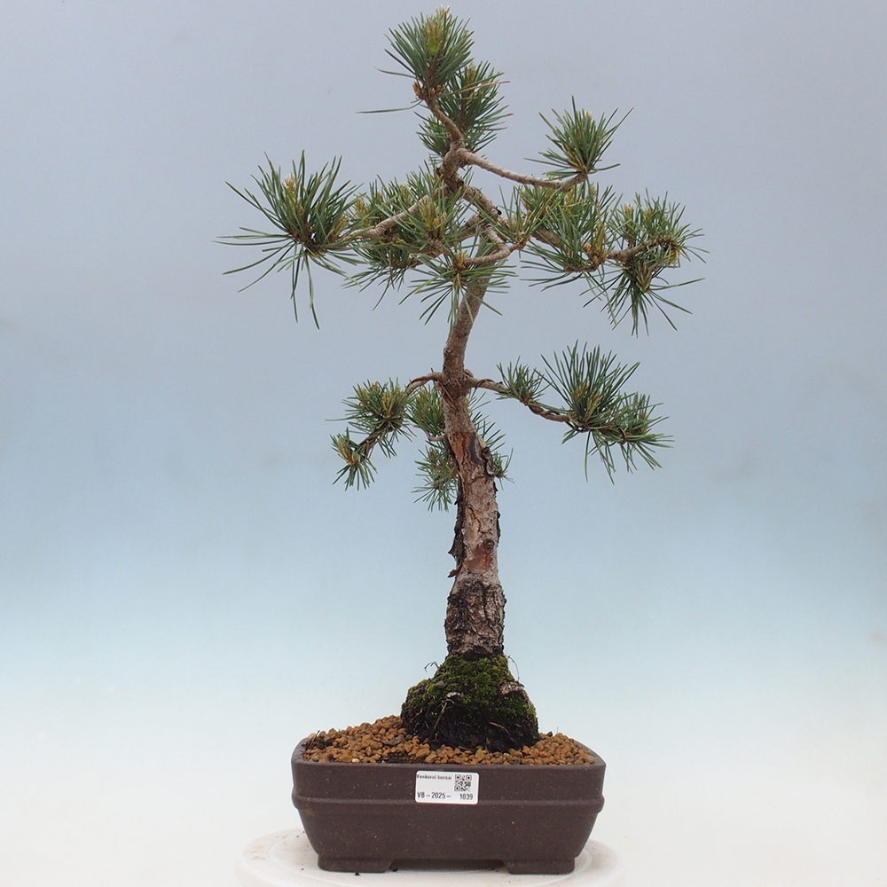 Bonsai für draußen - Pinus Sylvestris Watererri - Waldkiefer