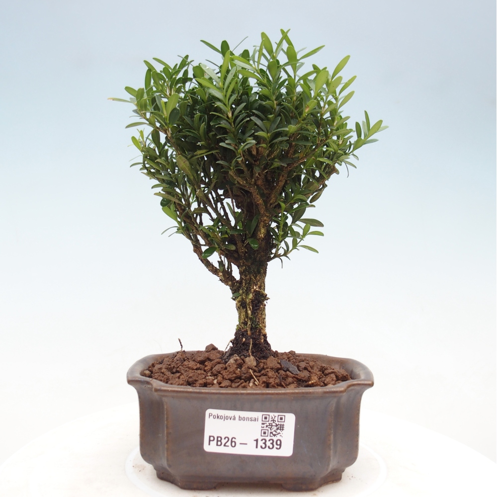 Zimmer Bonsai - Buxus harlandii - Korkbuxus