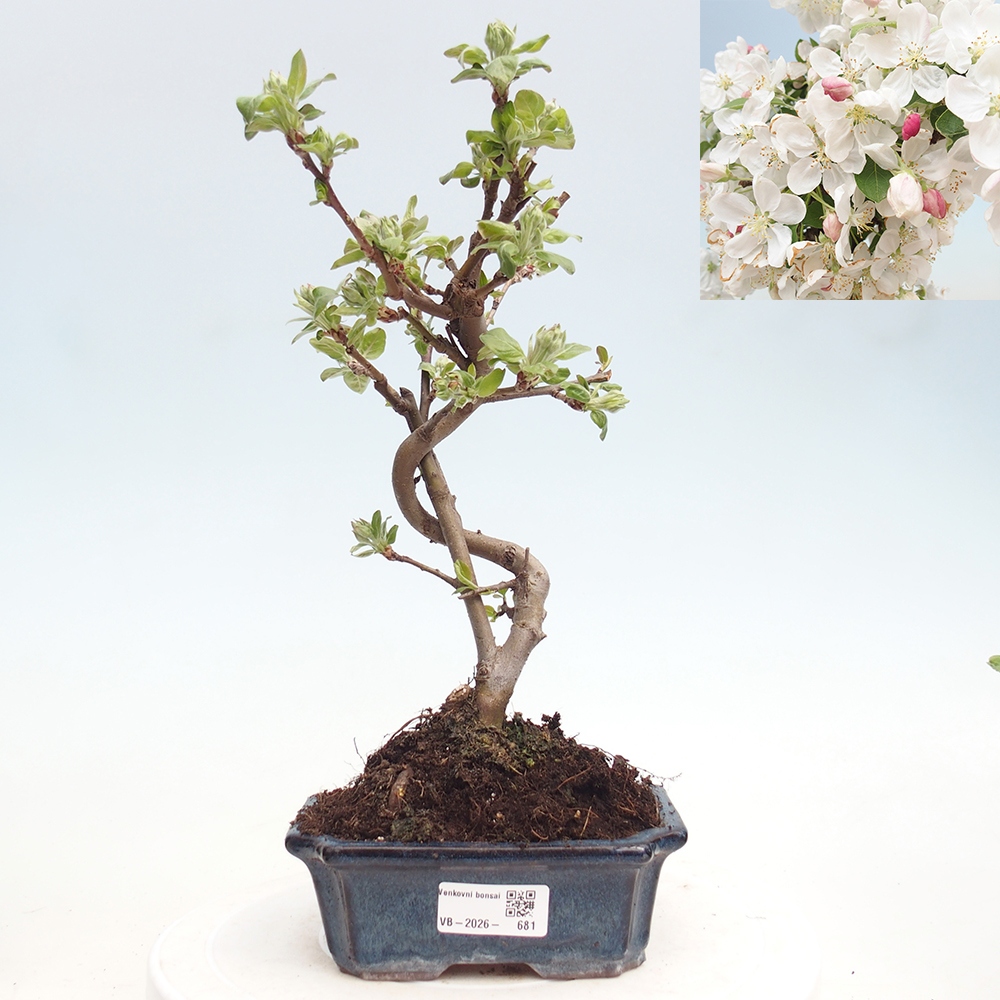 Outdoor-Bonsai -Malus halliana - Kleinfrüchtiger Apfelbaum