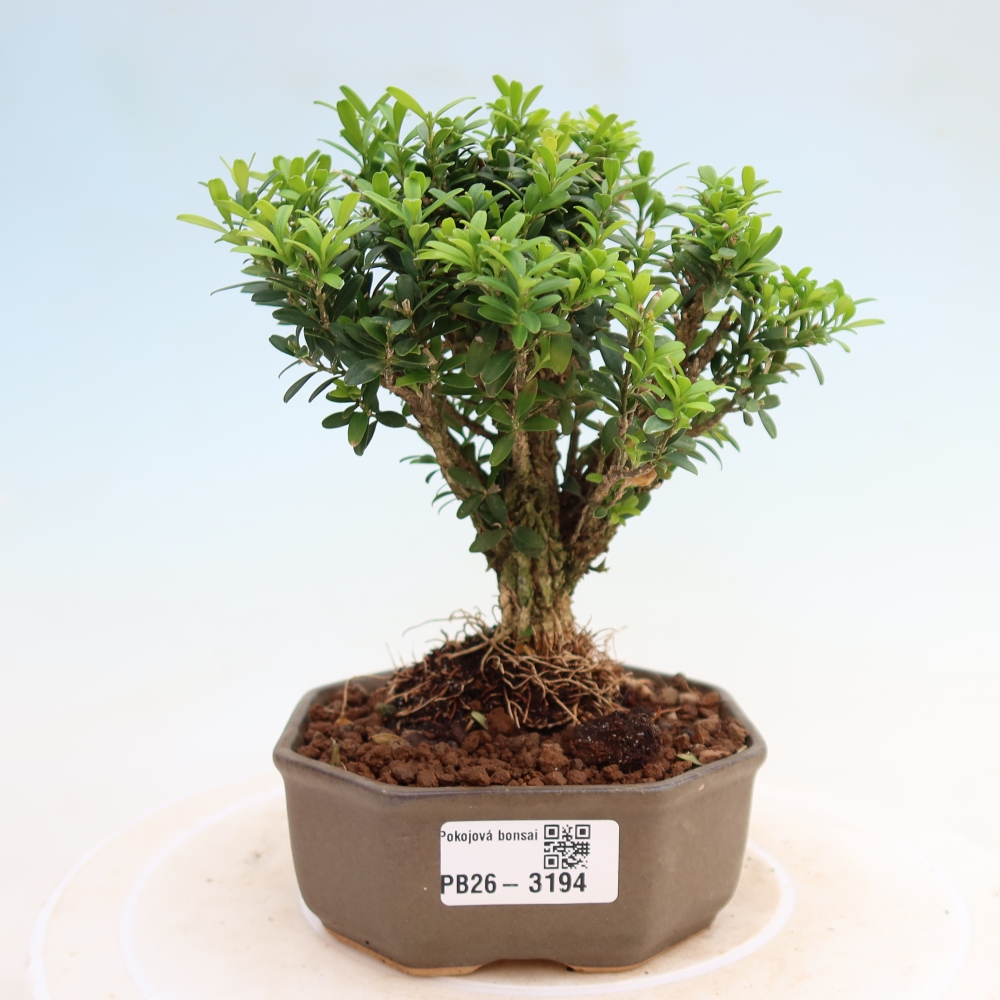 Zimmer Bonsai - Buxus harlandii - Korkbuxus