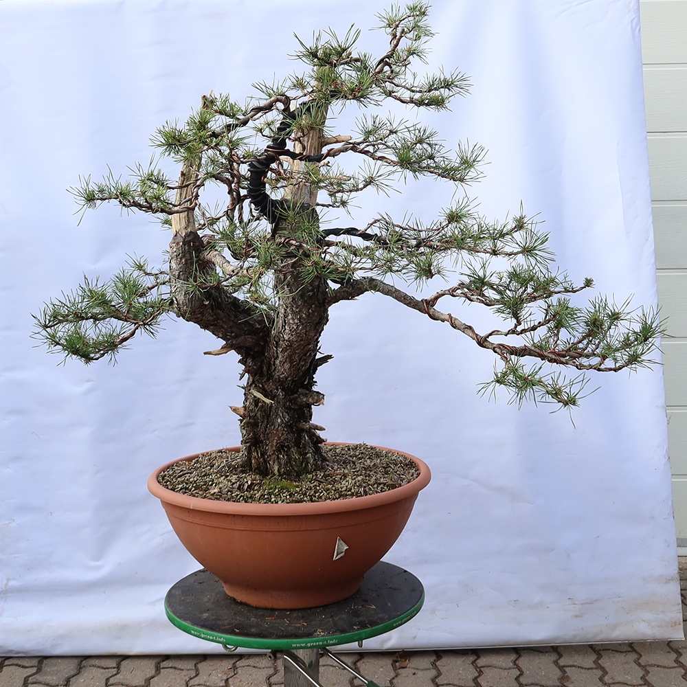 Pinus sylvestris Spanien – Waldkiefer