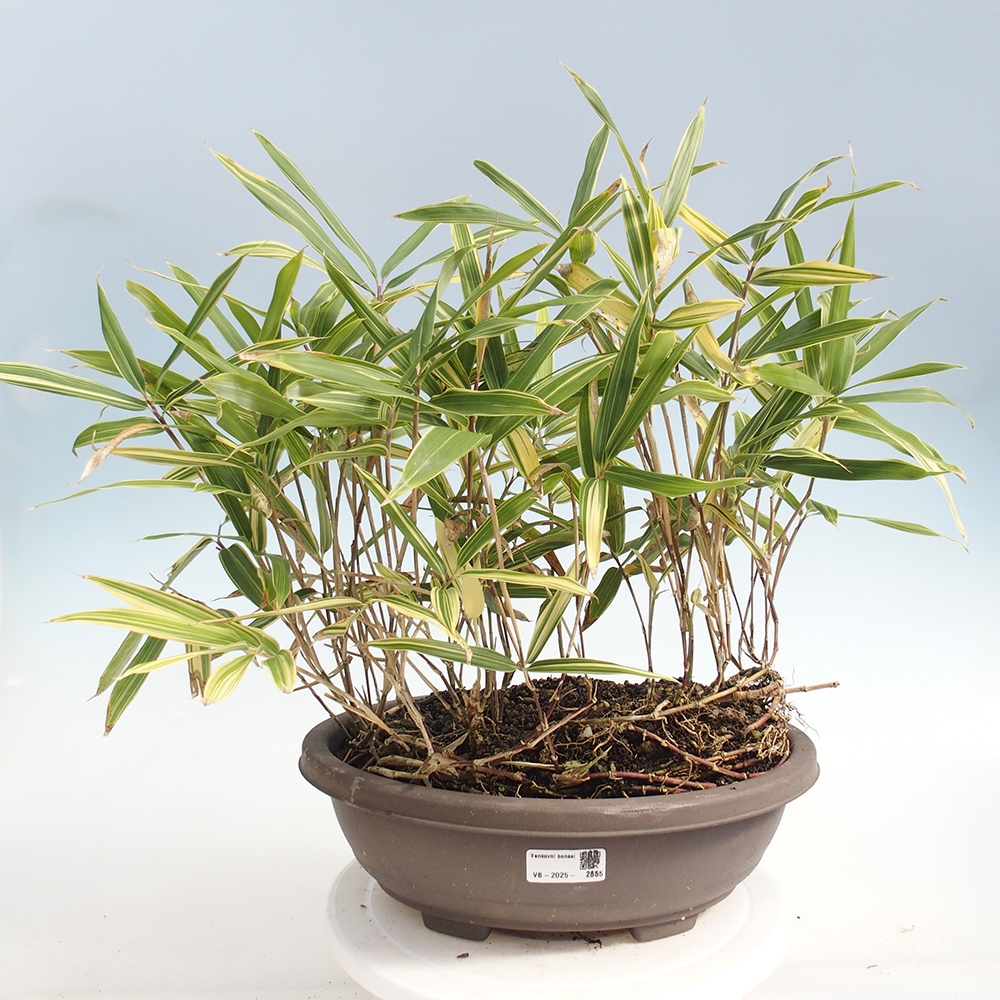 Bonsai für draußen - Sasaella masamuneana Albostriata - Bambus