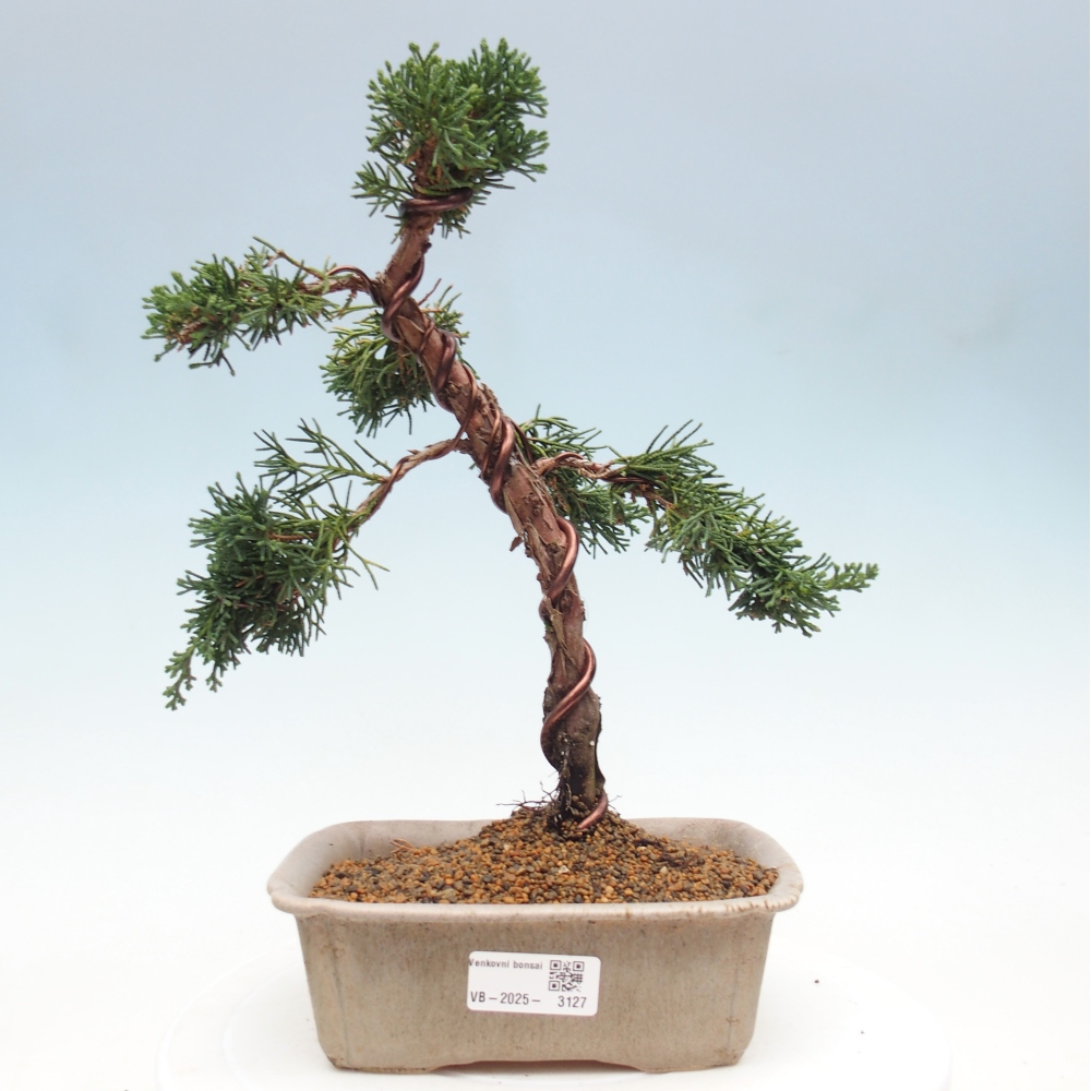 Bonsai für draußen - Juniperus chinensis Kishu