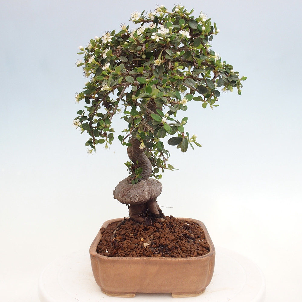 Freiland-Bonsai-Cotoneaster dammeri - Damer's Rock