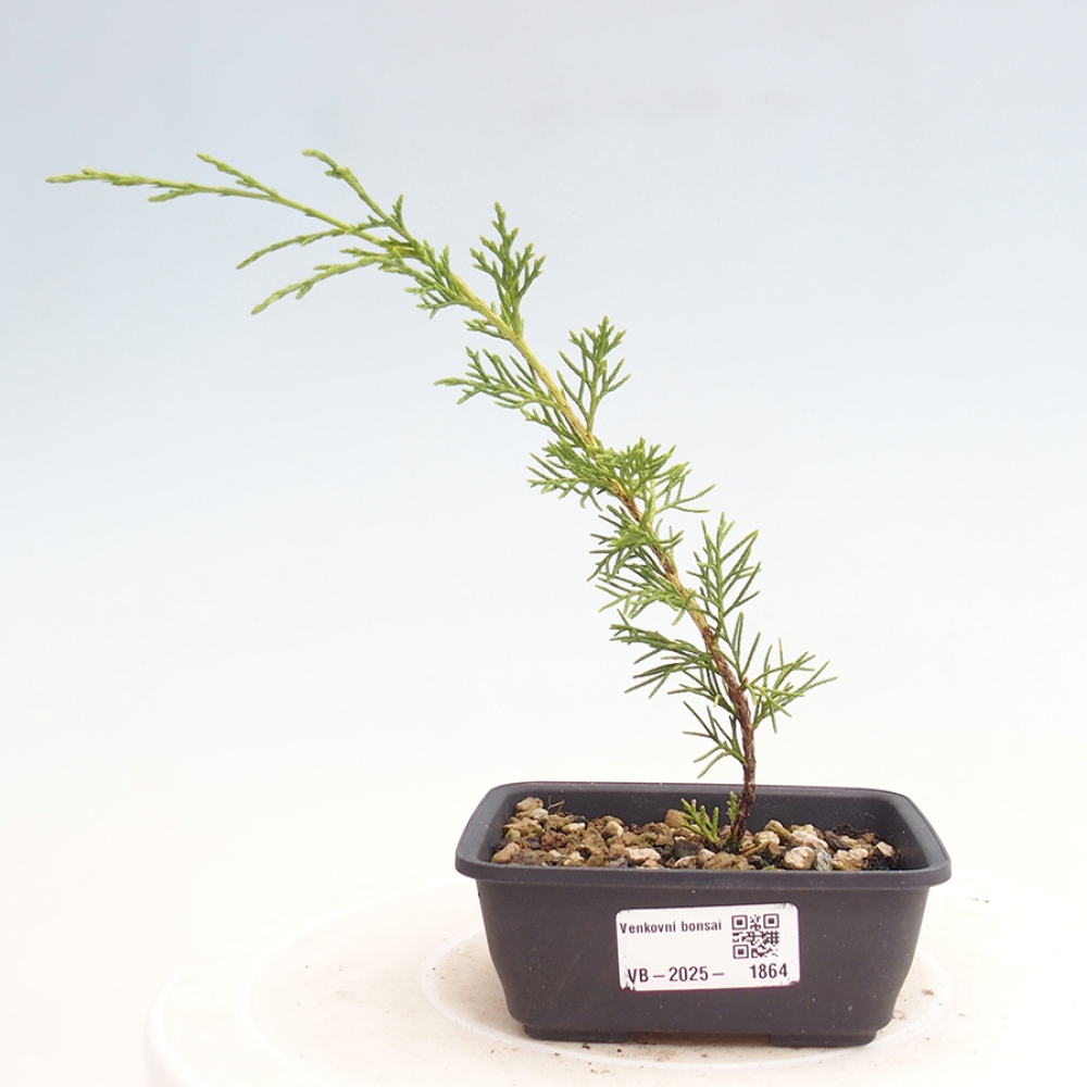 Bonsai für draußen - Juniperus chinensis Itoigawa