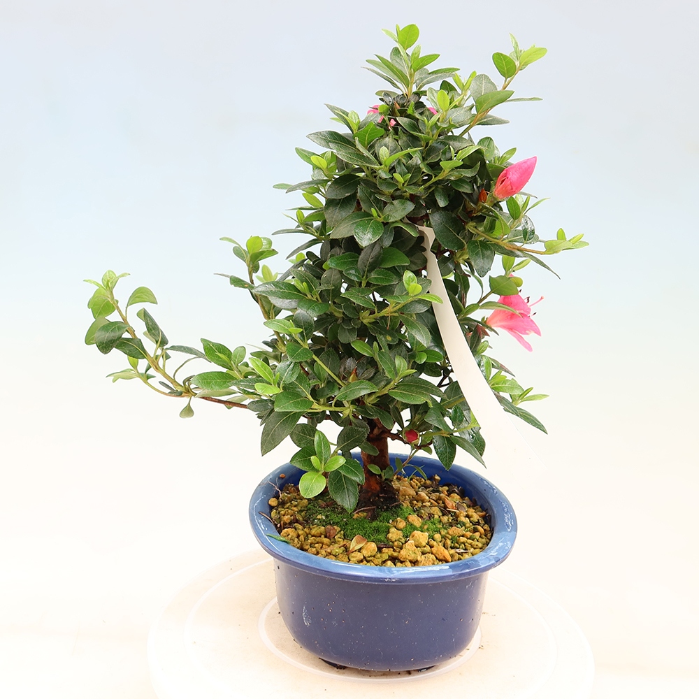 Bonsai für draußen - Japanische Azalee - Azalea Kobai