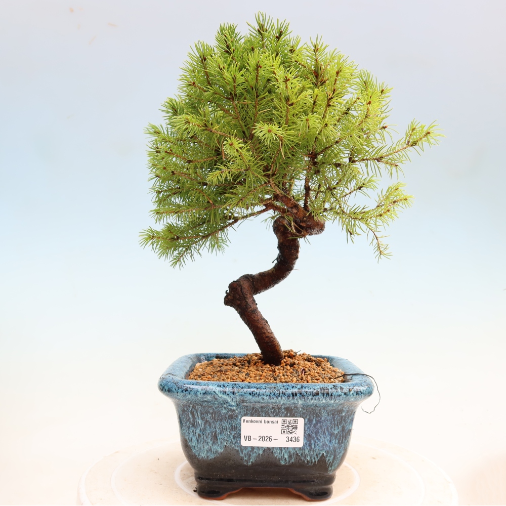 Bonsai für den Außenbereich – Graufichte – Picea glauca Globe