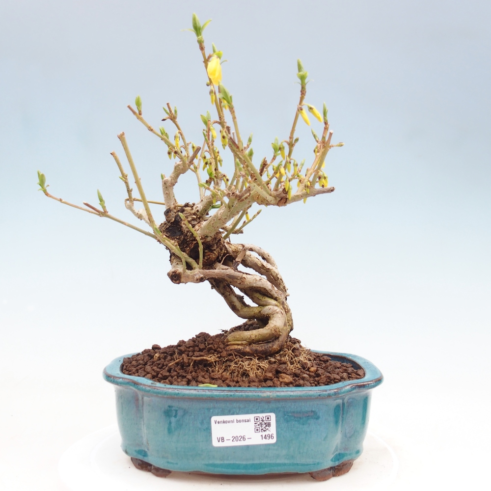 Bonsai für draußen - Zlatice - Forsythia koreana