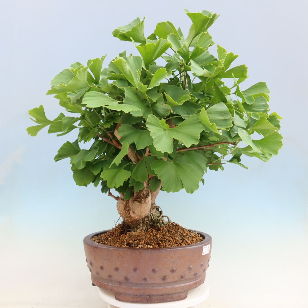 Bonsai für draußen - Ginkgo biloba - Ginkgo biloba