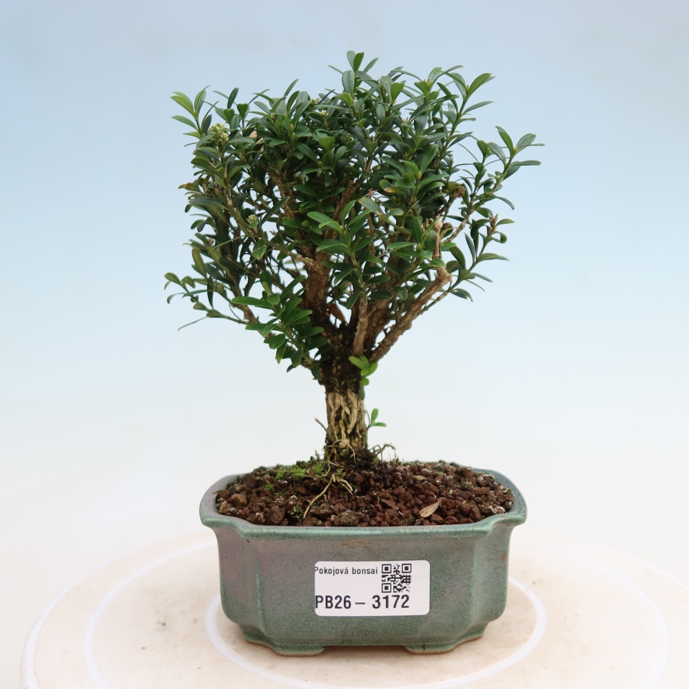 Zimmer Bonsai - Buxus harlandii - Korkbuxus