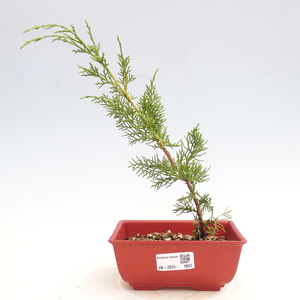 Bonsai für draußen - Juniperus chinensis Itoigawa