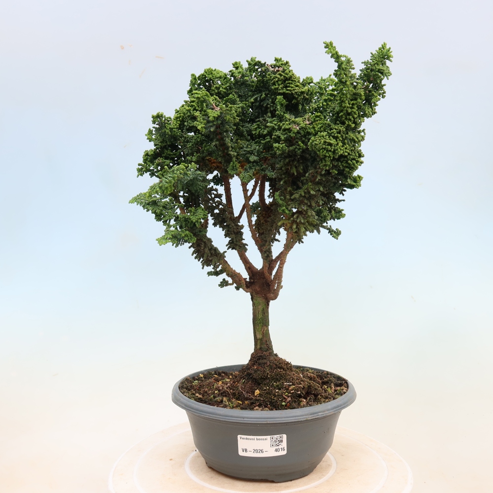 Bonsai für draußen - Cham. obtusa SEKKA HINOKI - Zypresse
