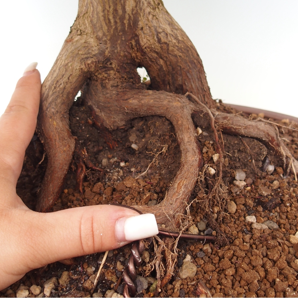 Spitzahorn - Acer palmatum Beni Tsukasa