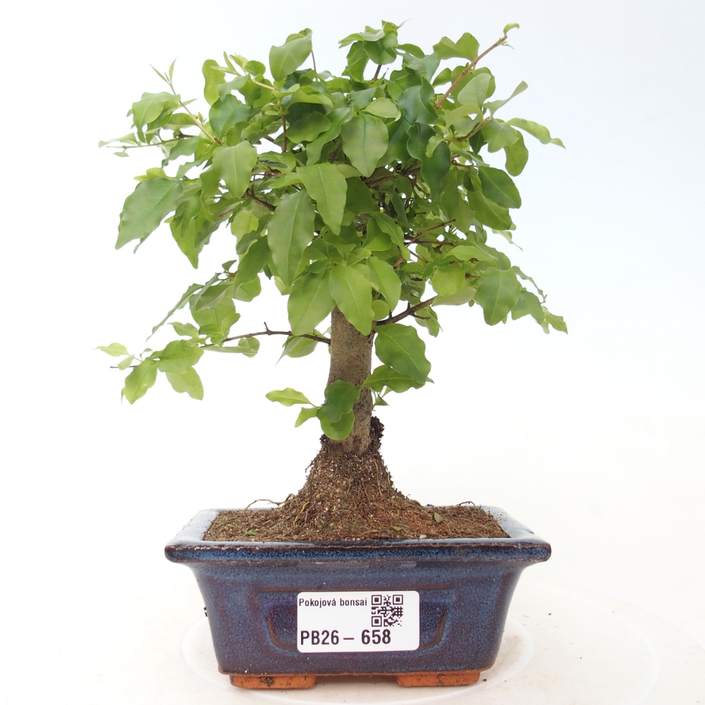 Zimmer Bonsai -Ligustrum chinensis - Vogelschnabel