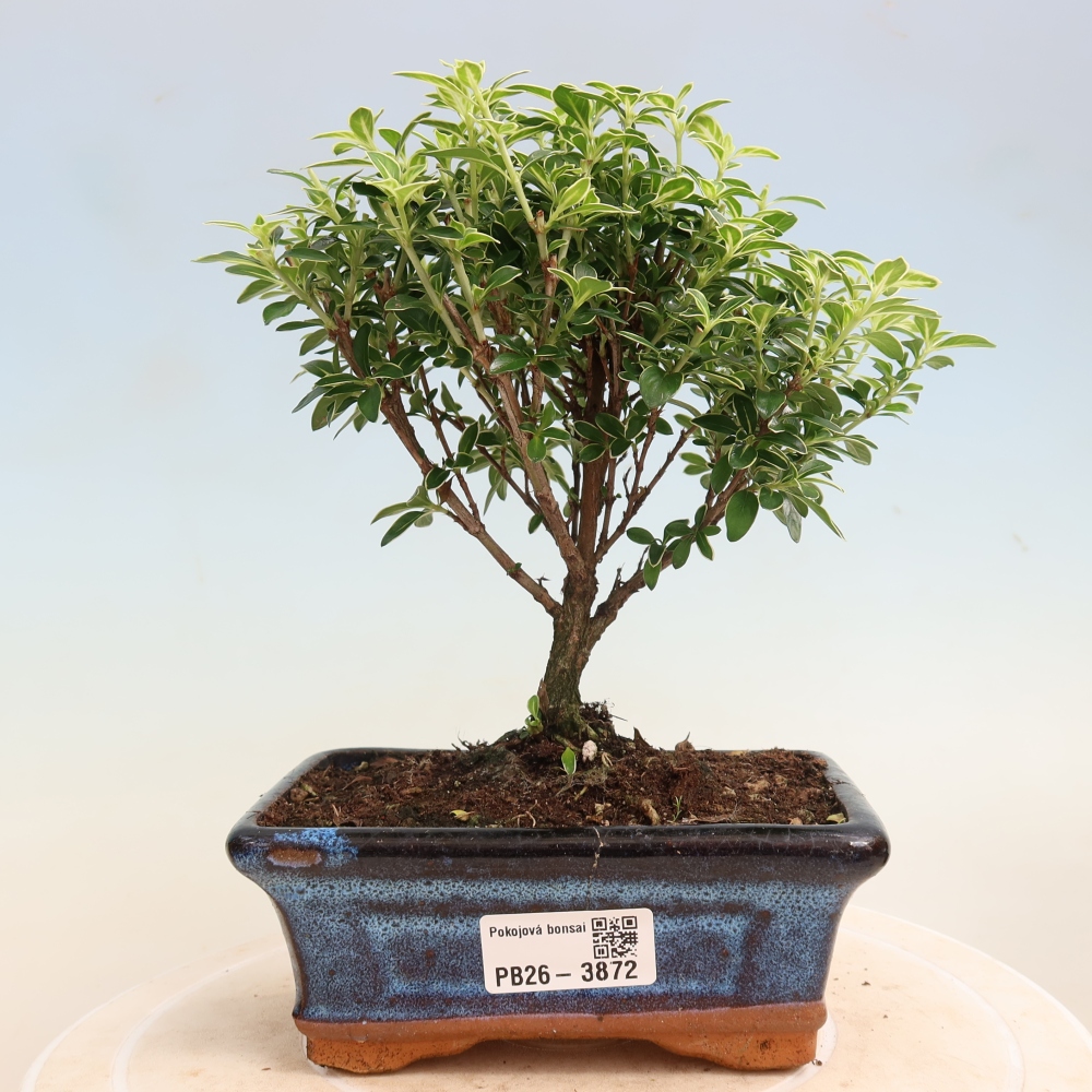 Zimmerbonsai - Serissa foetida Variegata - Baum der Tausend Sterne