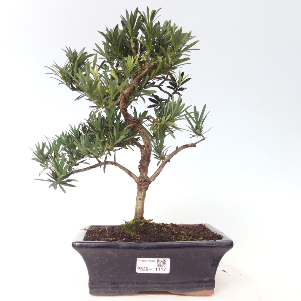 Zimmerbonsai - Podocarpus - Stein-Eibe