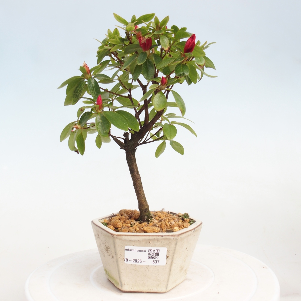 Bonsai für draußen - Japanische Azalee - Azalea sp.