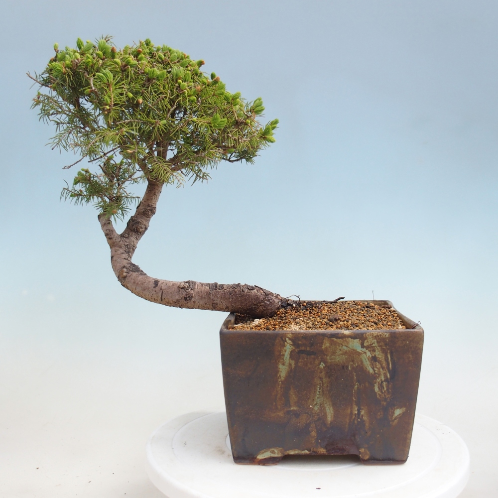 Bonsai für draußen - Fichte - Picea glauca globe