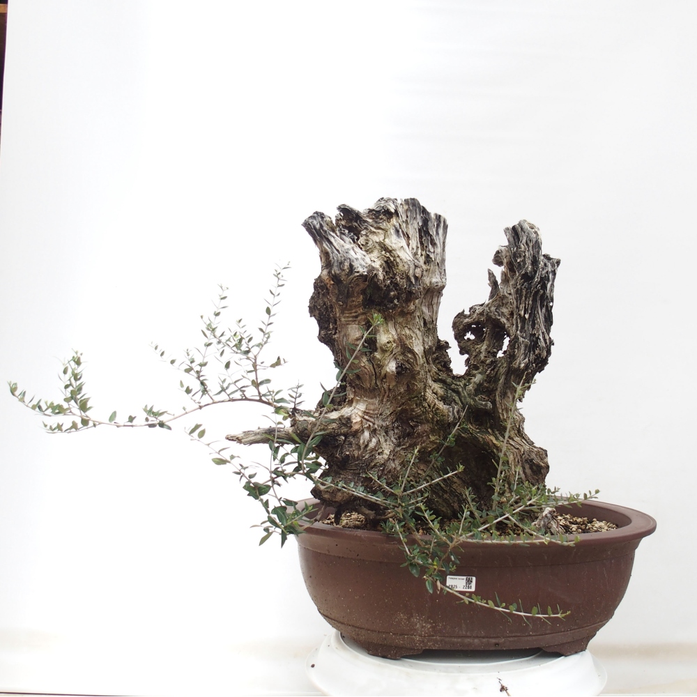 Zimmerbonsai - Olea europaea sylvestris