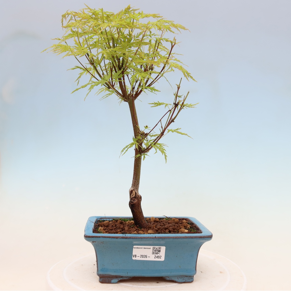 Bonsai für draußen - Acer palmatum Dissectum