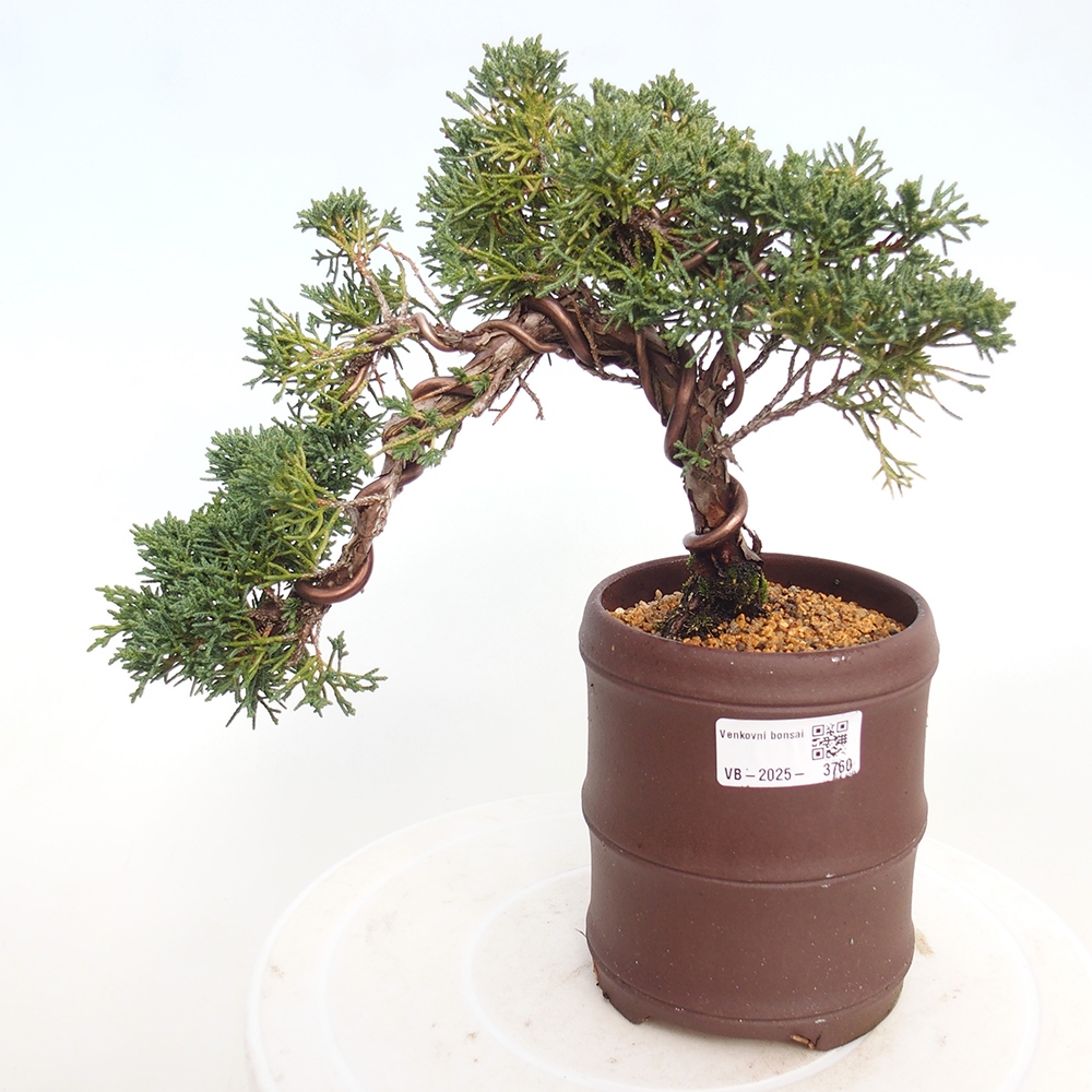 Bonsai für draußen - Juniperus chinensis Kishu