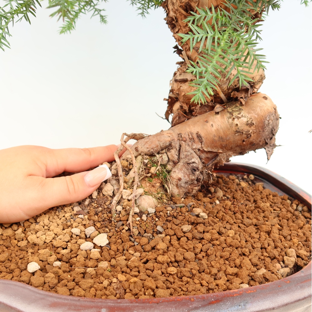 Zimmer Bonsai - Araucaria - Zimmer Fichte