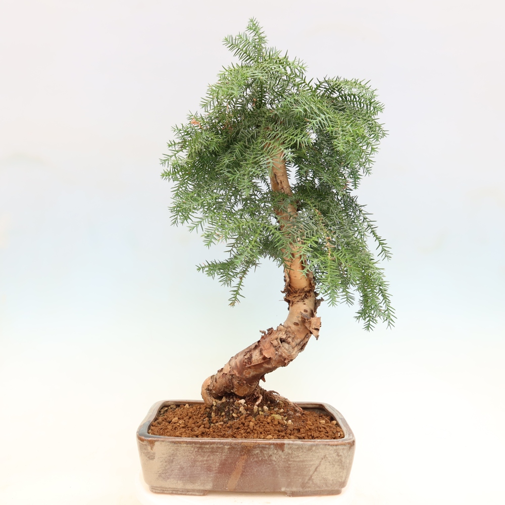 Zimmer Bonsai - Araucaria - Zimmer Fichte